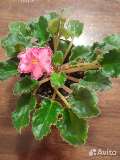 Цветущие молодые фиалки