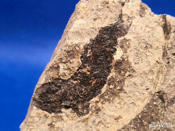 Отпечаток доисторической рыбы