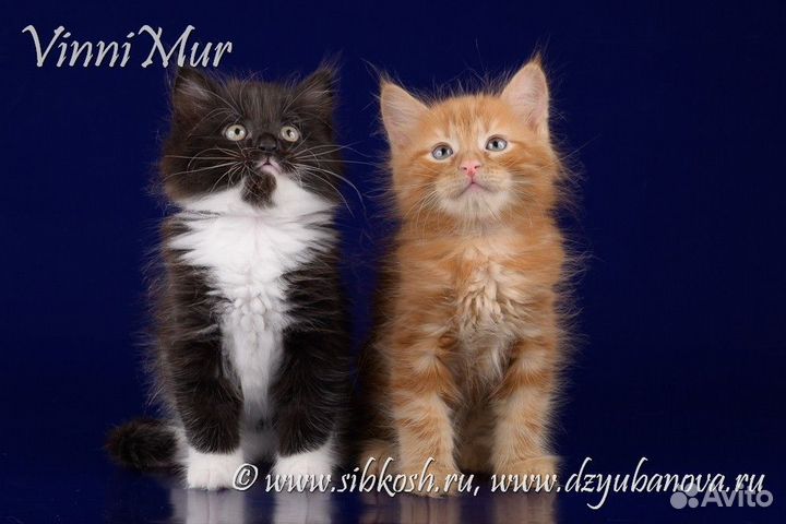 Сибирские котята