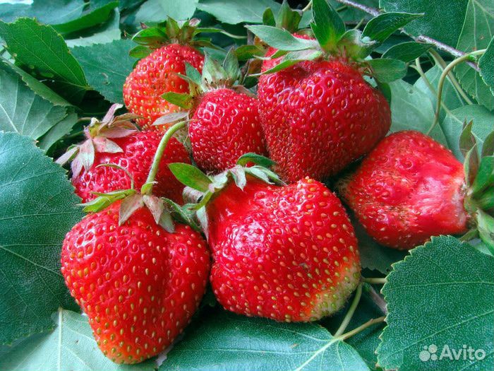 Ремонтантная клубника новых перспективных сортов