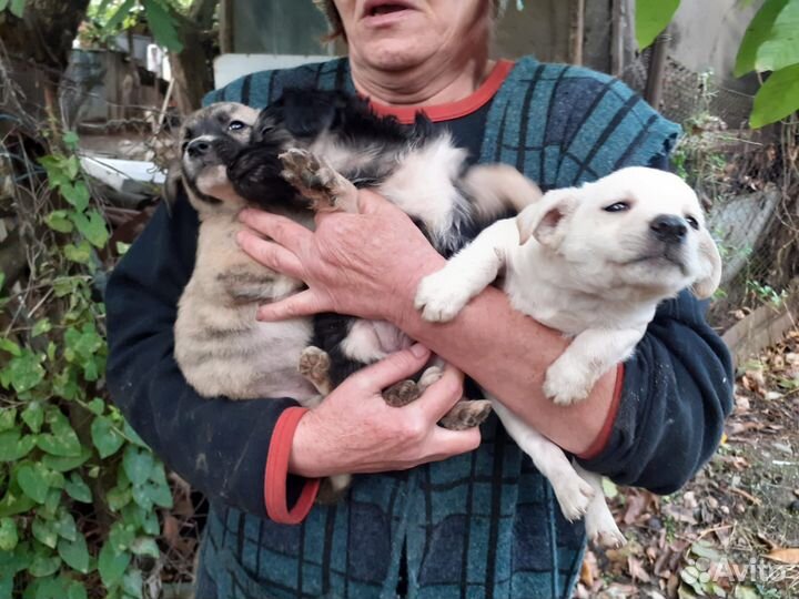 Домашние животные собаки в добрые руки