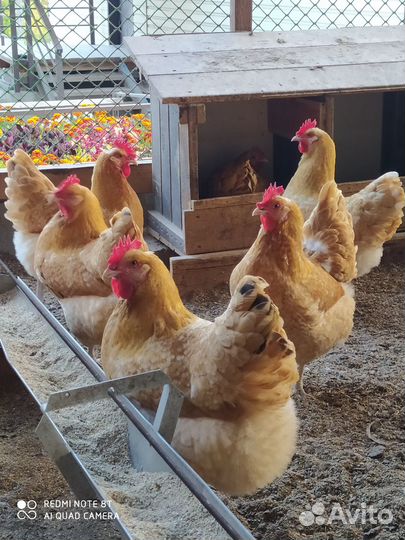 Инкуб. яйцо породных кур