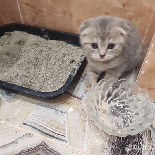Шотландские котята