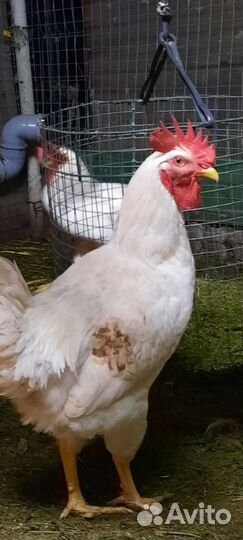 Петухи молодые