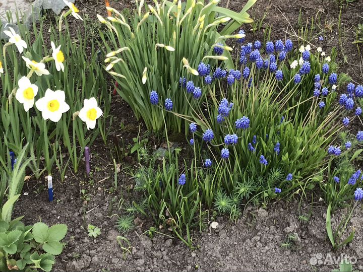 Многолетние цветы для сада