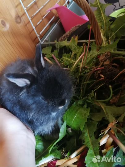 Карликовые крольчата