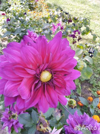 Георгины клубни