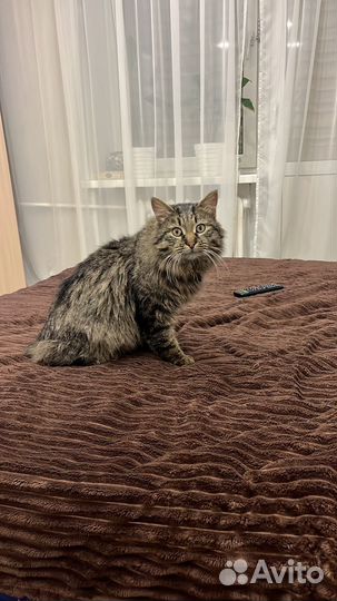 Кот курильский бобтейл