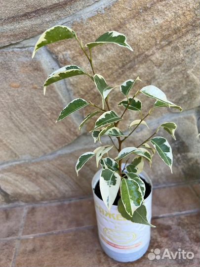 Фикус бенджамина Твилайт(твайлайт)