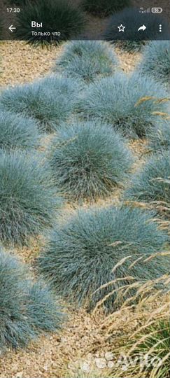 Овсяница сизая