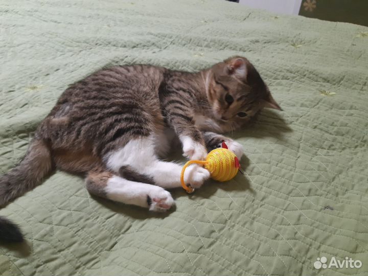 Передержка животных на время отпуска