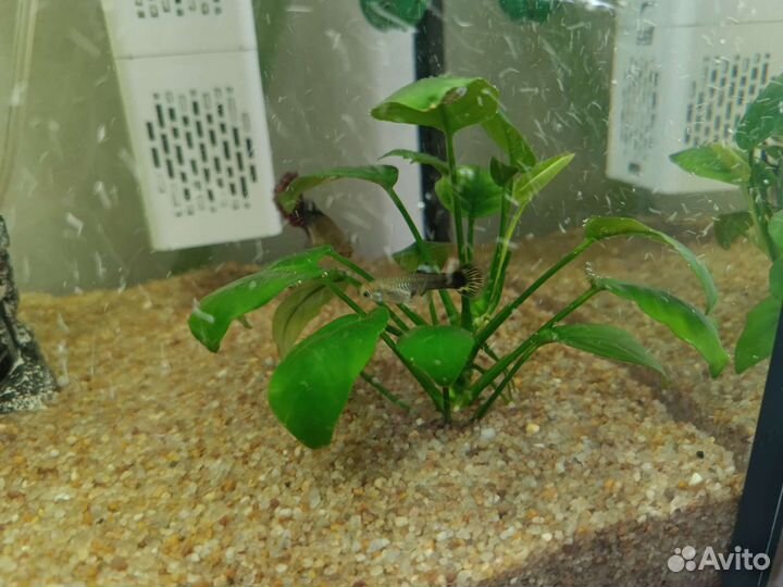 Подростки гуппи