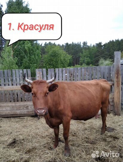 Коровы, телка и телочка в городе Канске