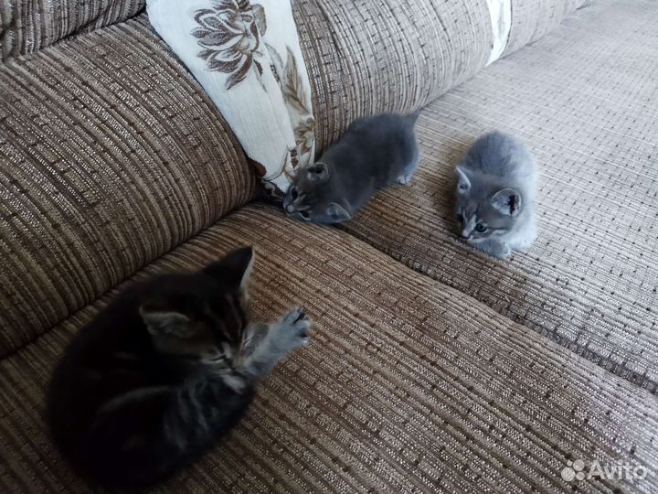 Котята в добрые руки 2 мальчика 1 девочка