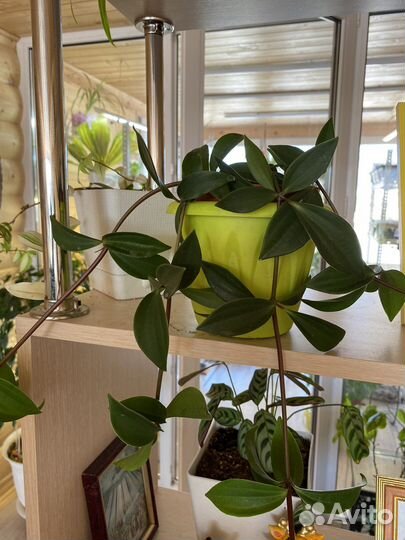 Комнатные цветы