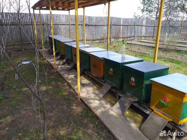 Пчелосемьи