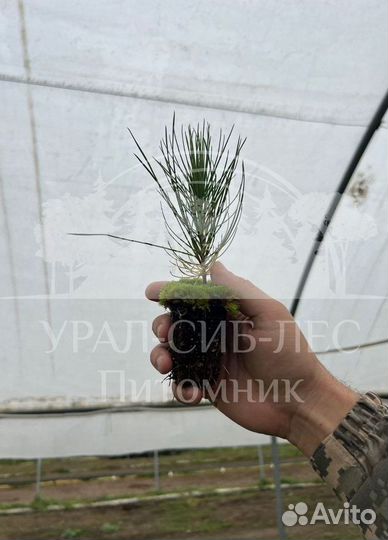 Лиственница Сибирская с зкс сеянцы