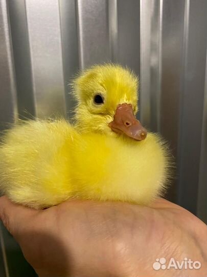 Цыплята, гусята, утята и другие птицы