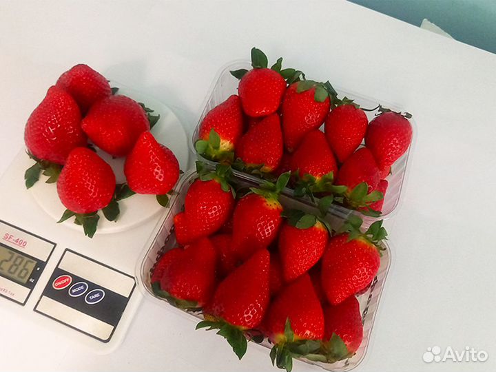 Рассада клубники. Элитные сорта оптом