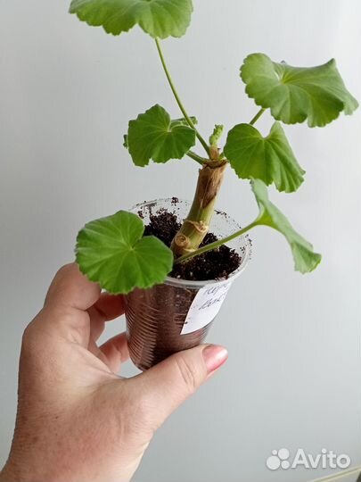 Пеларгонии в горшках,молодые большие растения