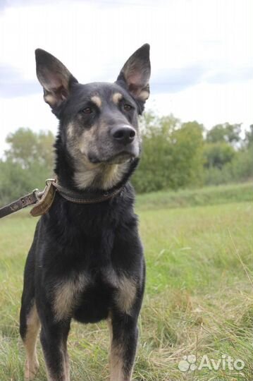 Спасите собаку из приюта