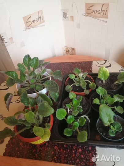 Комнатные цветы