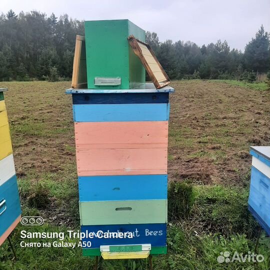 Ульи с пчелами