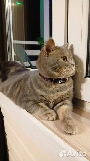 Кот на вязку