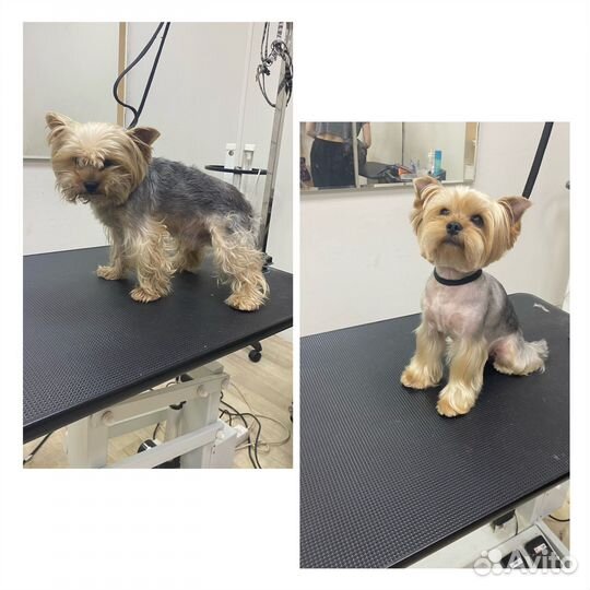 Грумер. Груминг. Стрижка собак