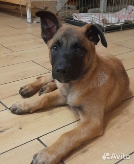 Щенки бельгийской овчарки малинуа