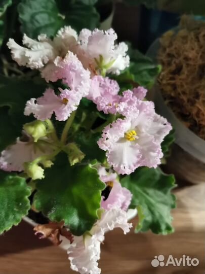 Сортовая фиалка