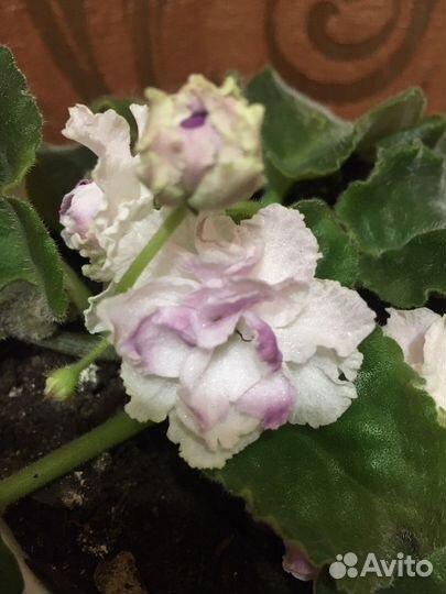 Сортовая фиалка Каменная роза