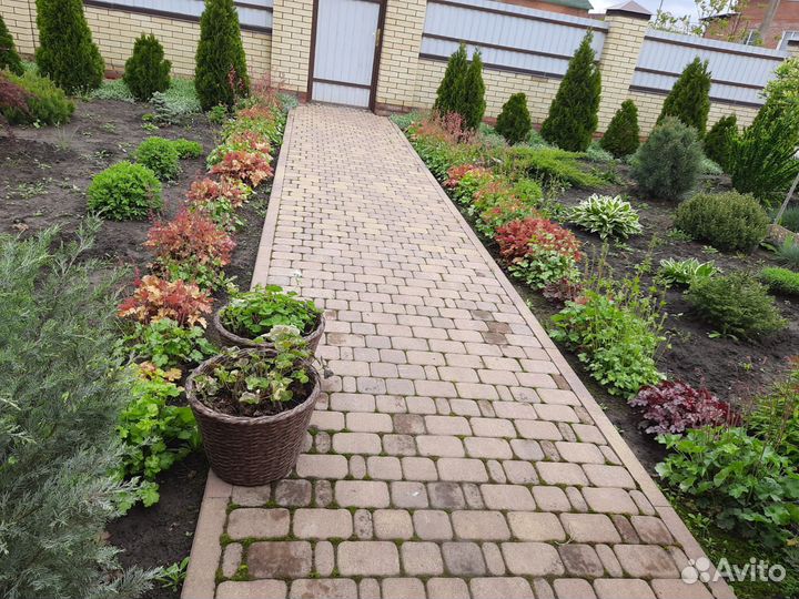 Продаю гейхеры