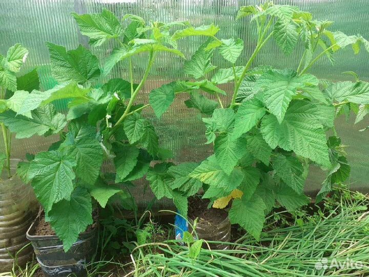 Сажанцы жёлтой малины