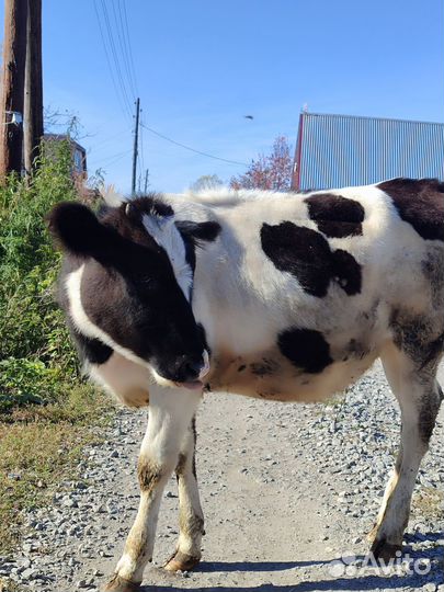 Продам телочек