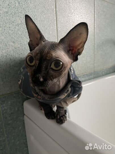 Канадский сфинкс