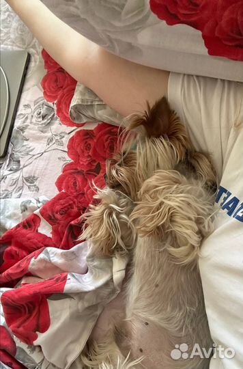 Передержка животных/догситтер/кэтситтер