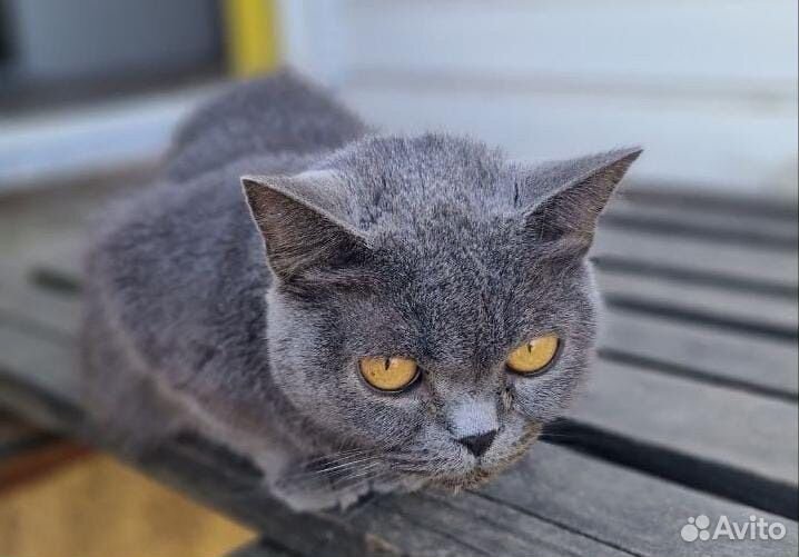Кошки в добрые руки