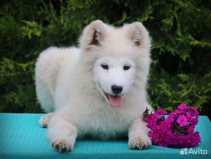 Подрощенные щенки самоеда, документы РКФ