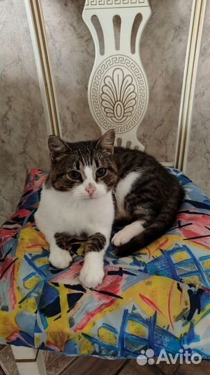Кошка в дар