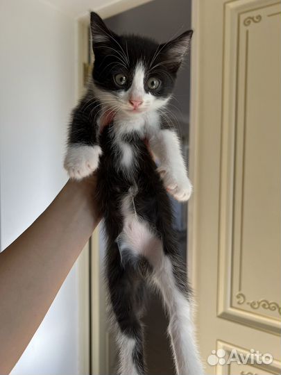 Котята в добрые руки бесплатно