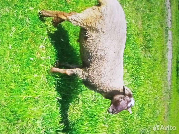 Баран на Курбан