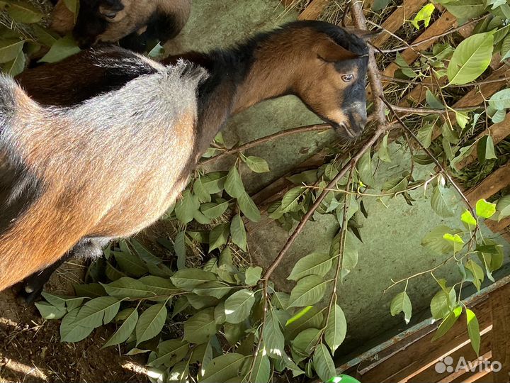 Чешские козы