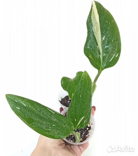 Филодендрон 5 сортов