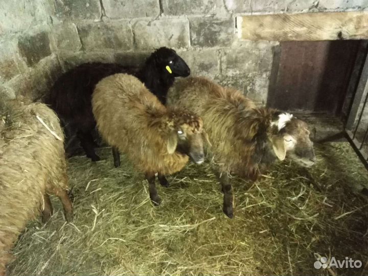 Овцы бараны