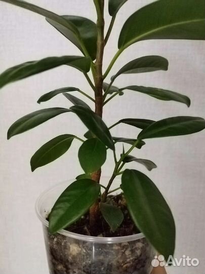 Фикус микрокарпа Мокламе