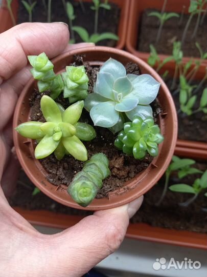 Суккуленты