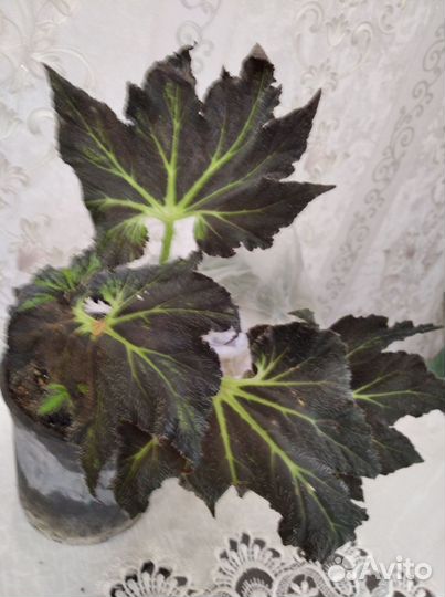 Бегонии сортовые