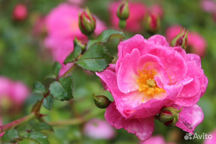 Растения многолетние