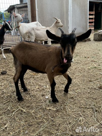Распродаются козы
